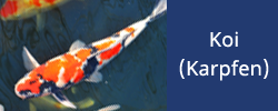 Koi (Karpfen)