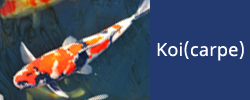 Koi (Carp)